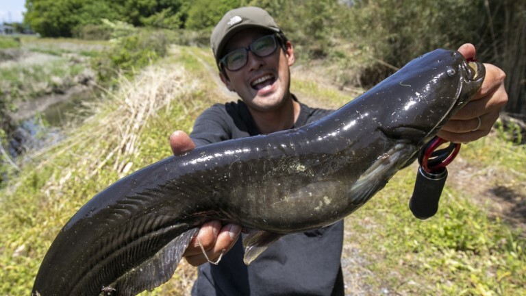 ナマズ 記事一覧 | つり人オンライン